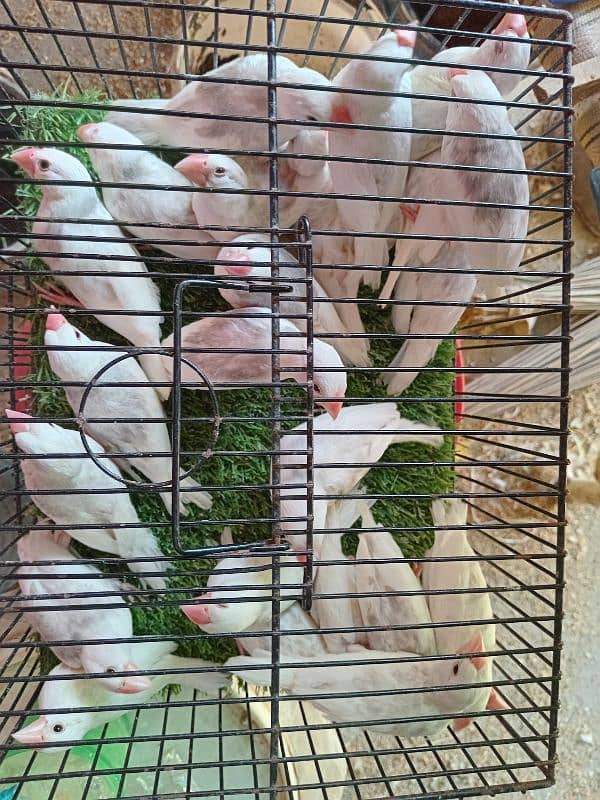 white Java for sale 0