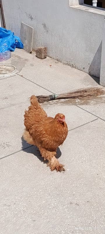 Golden Heavy Buff Female 0