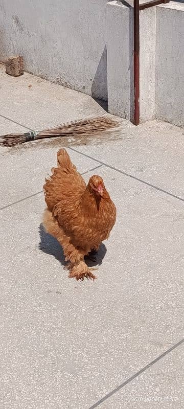 Golden Heavy Buff Female 1