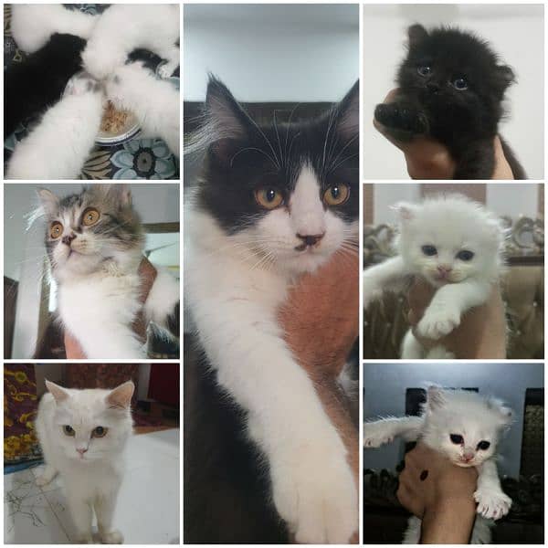 Adopt Persian kitten | triple coated Kittens | Fluffy Kitten For Sale 12