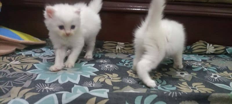 Adopt Persian kitten | triple coated Kittens | Fluffy Kitten For Sale 6