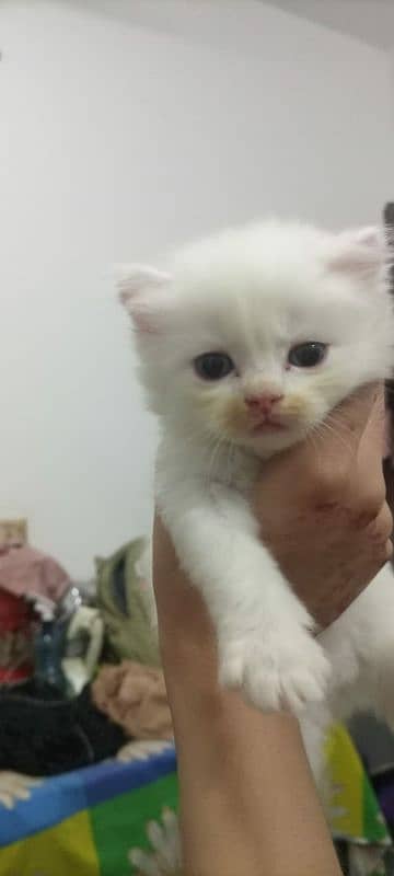 Adopt Persian kitten | triple coated Kittens | Fluffy Kitten For Sale 7