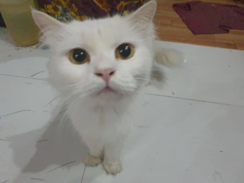 Adopt Persian kitten | triple coated Kittens | Fluffy Kitten For Sale 19