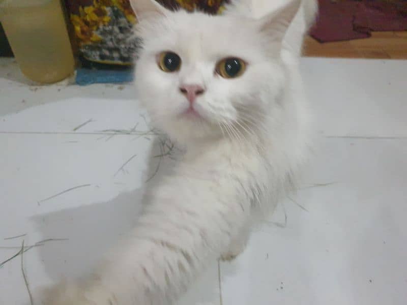 Adopt Persian kitten | triple coated Kittens | Fluffy Kitten For Sale 13