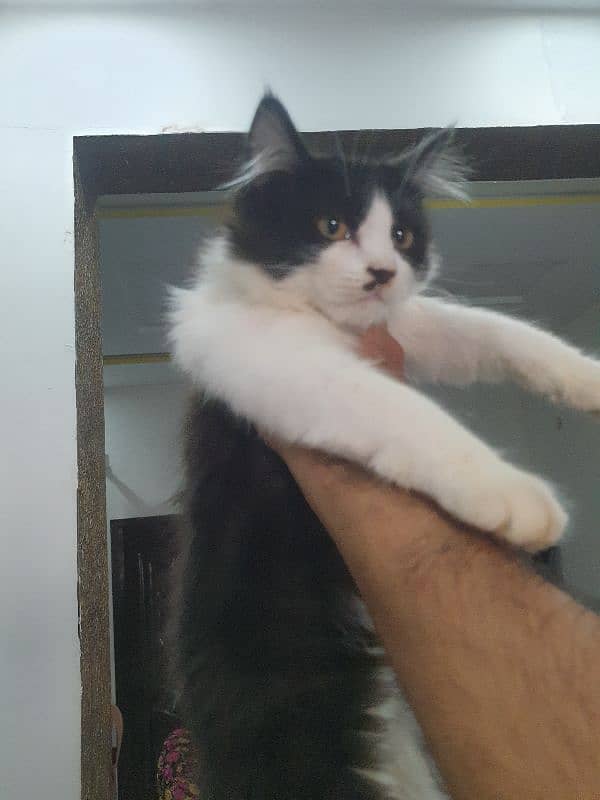 Adopt Persian kitten | triple coated Kittens | Fluffy Kitten For Sale 14