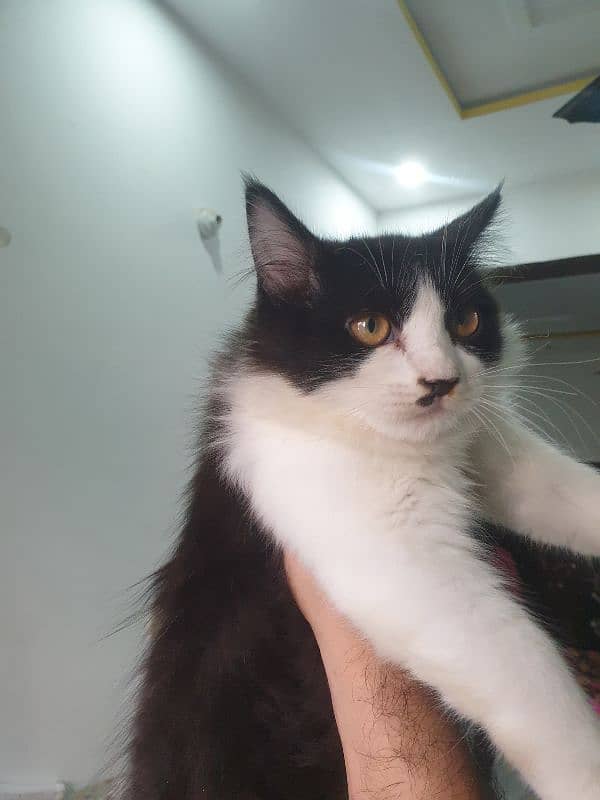 Adopt Persian kitten | triple coated Kittens | Fluffy Kitten For Sale 11