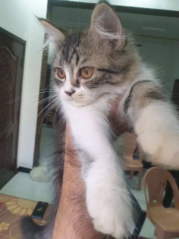 Adopt Persian kitten | triple coated Kittens | Fluffy Kitten For Sale 10