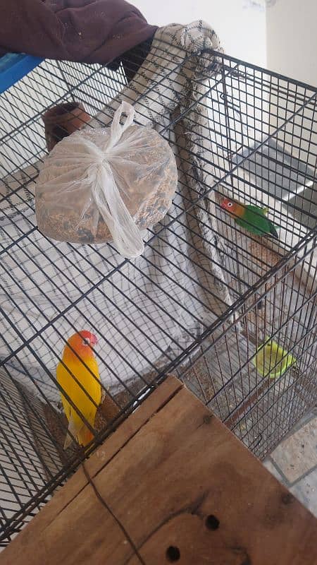love bird 1