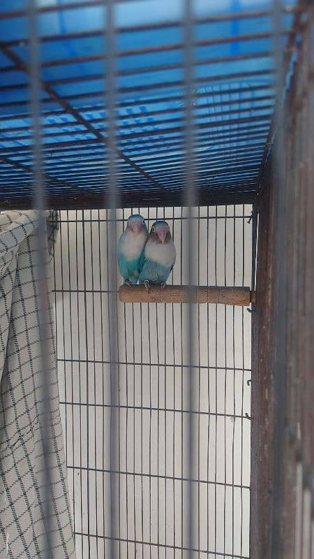 love bird 5