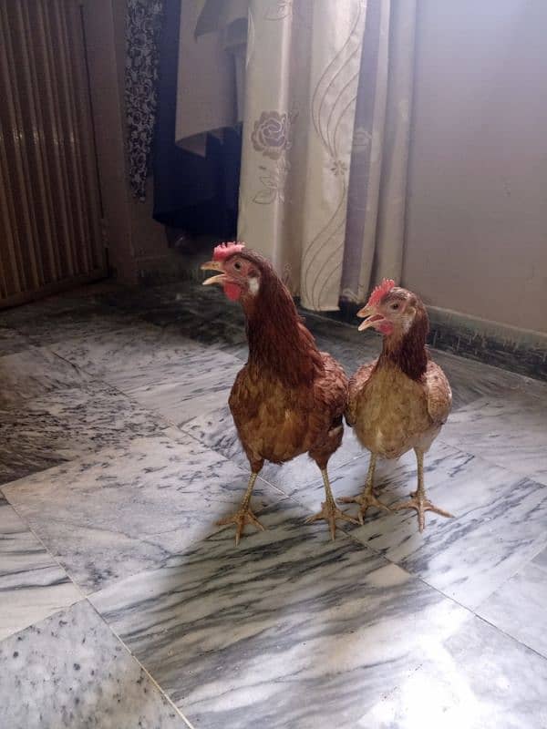 Pure Desi Murgi Daily Eggs 03454162260 0