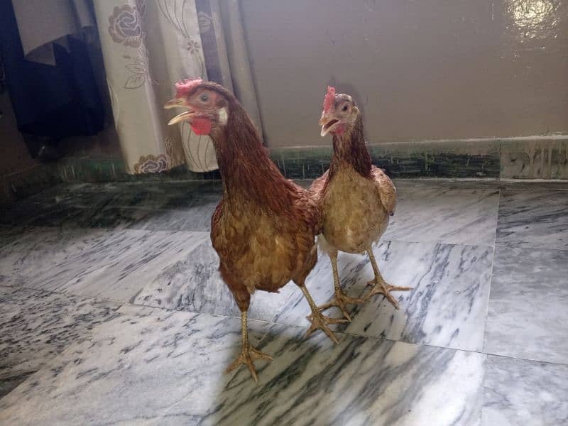 Pure Desi Murgi Daily Eggs 03454162260 1