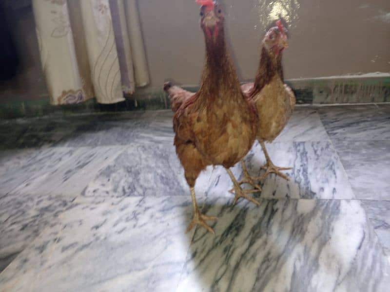 Pure Desi Murgi Daily Eggs 03454162260 2