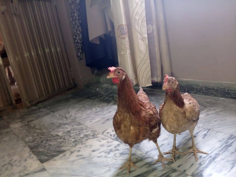 Pure Desi Murgi Daily Eggs 03454162260 3