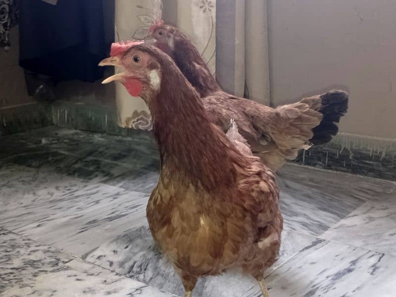 Pure Desi Murgi Daily Eggs 03454162260 4