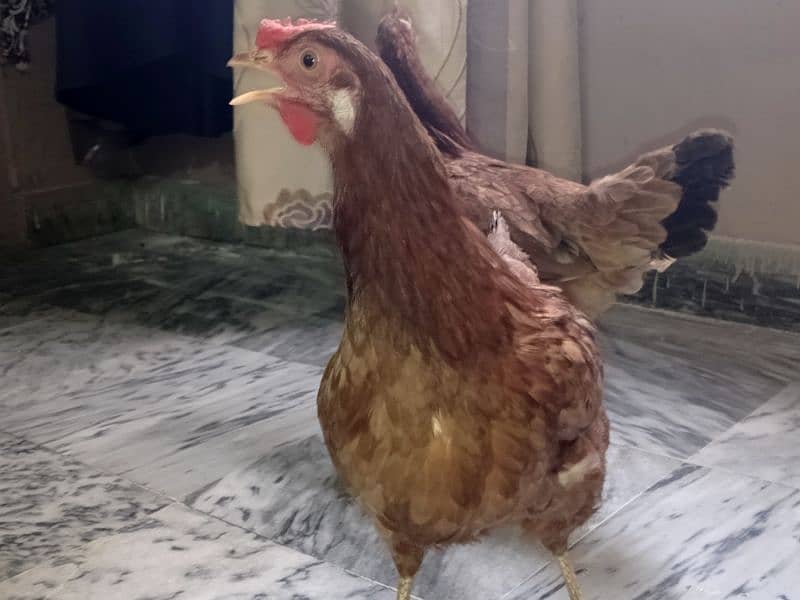 Pure Desi Murgi Daily Eggs 03454162260 5