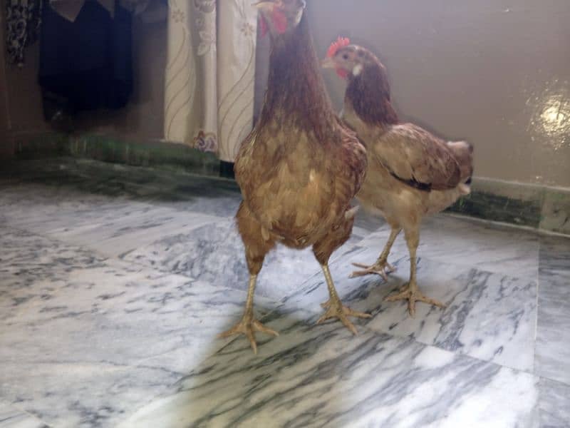 Pure Desi Murgi Daily Eggs 03454162260 6