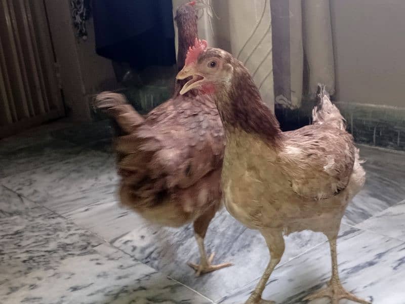 Pure Desi Murgi Daily Eggs 03454162260 8