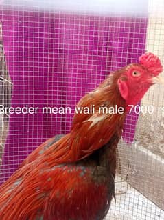 breeder