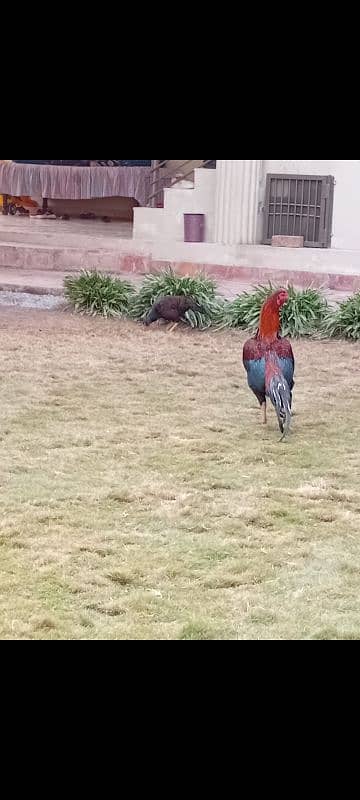 aseel mianwali best breeder 2