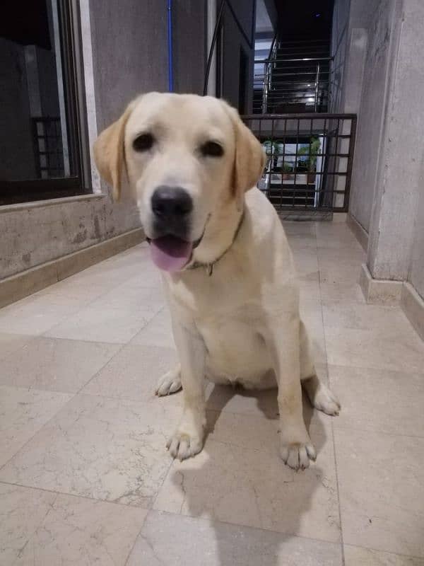 pedigree female labrador 3