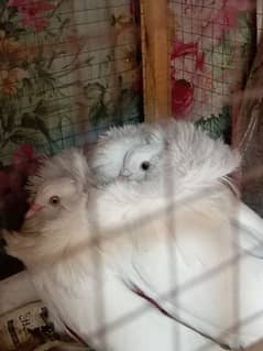piegons
