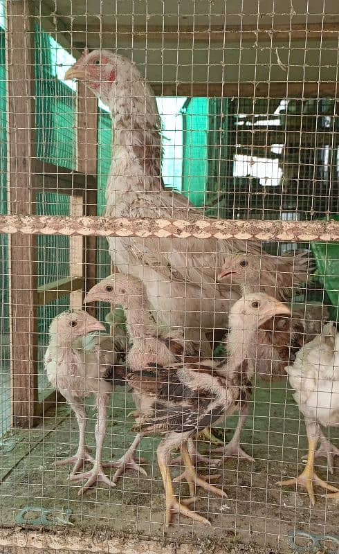 Aseel hen with 6 chiks 0