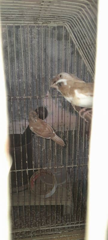 7 piece Bengalese finch available 5 crusted 2 common good condition 1