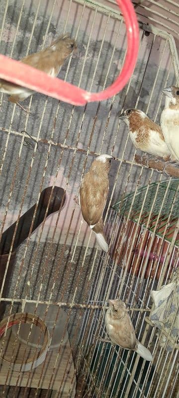 7 piece Bengalese finch available 5 crusted 2 common good condition 2