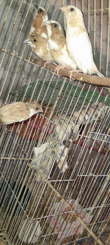 7 piece Bengalese finch available 5 crusted 2 common good condition 3