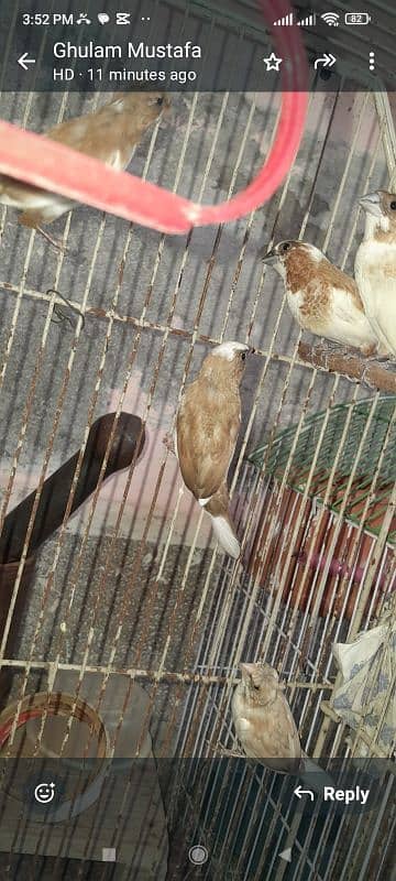 7 piece Bengalese finch available 5 crusted 2 common good condition 5