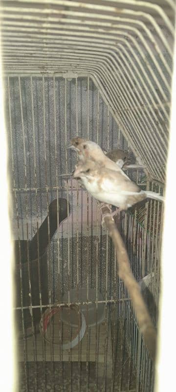 7 piece Bengalese finch available 5 crusted 2 common good condition 6