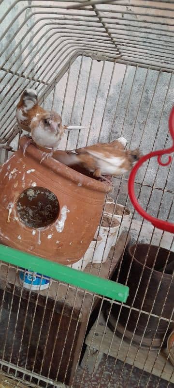 7 piece Bengalese finch available 5 crusted 2 common good condition 8