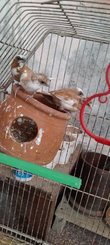 7 piece Bengalese finch available 5 crusted 2 common good condition 9