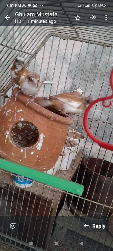 7 piece Bengalese finch available 5 crusted 2 common good condition 10