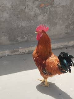 Dasii