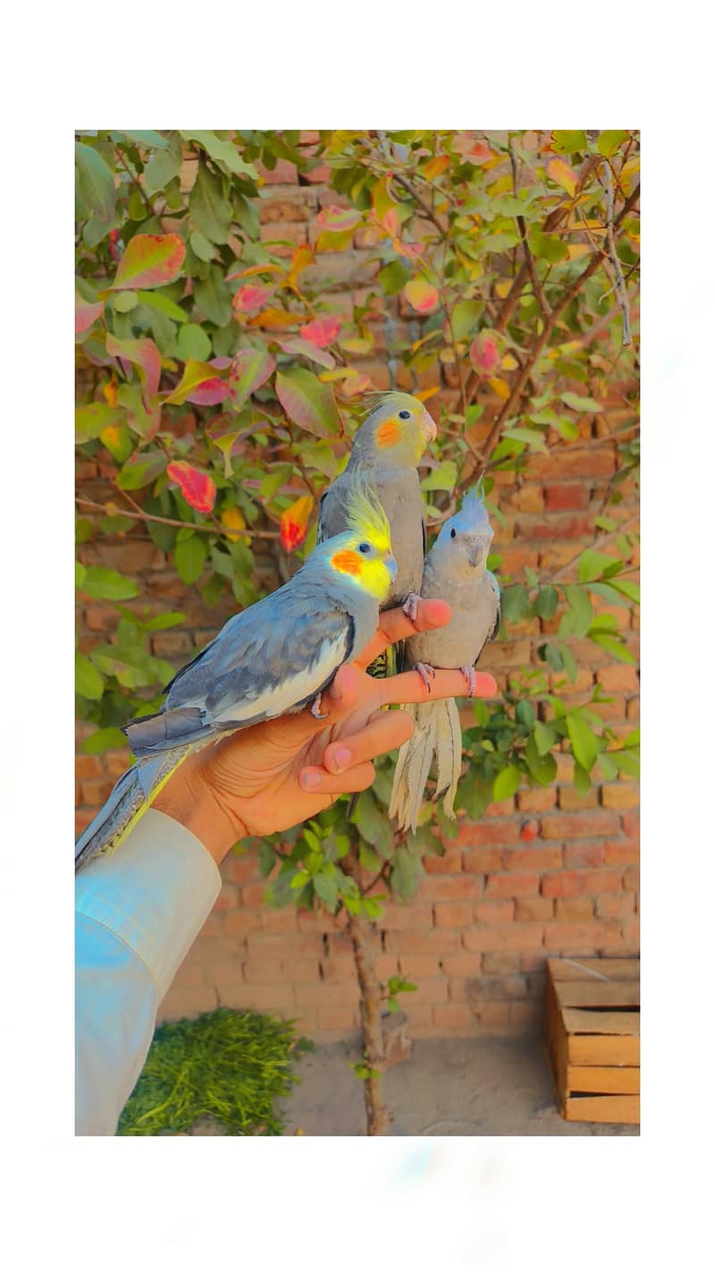 Hand tame cocktails 0