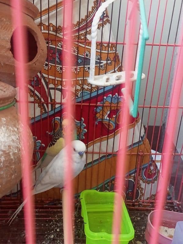 2 Parrots with big cage 0