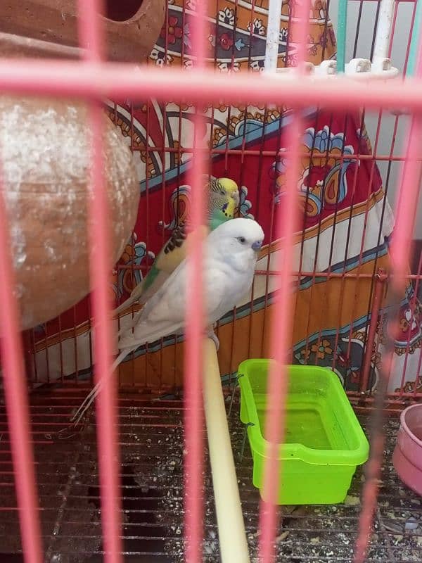 2 Parrots with big cage 1