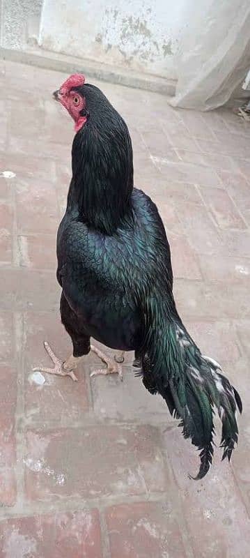 pure  aseel 1