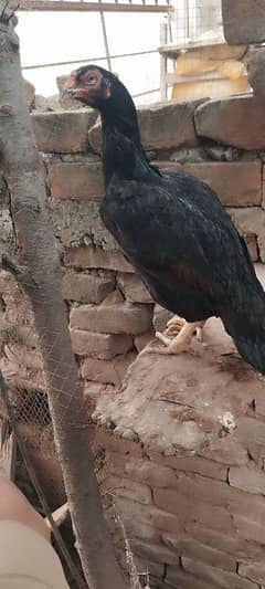 Herra