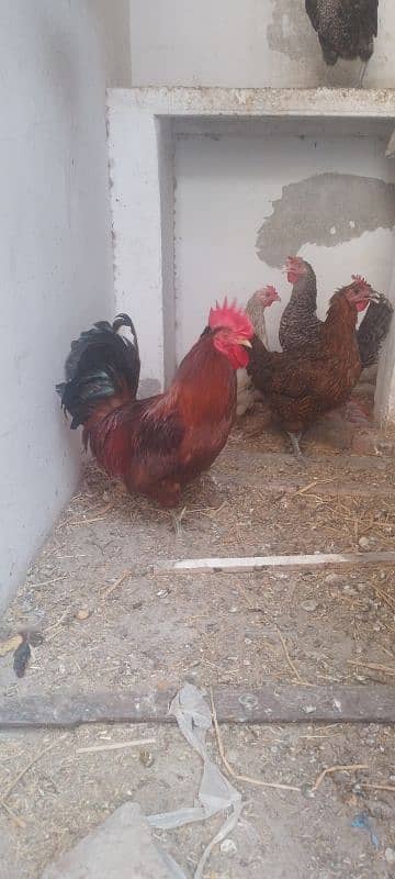 pure desi murgiya ha  daily egg dati ha 0
