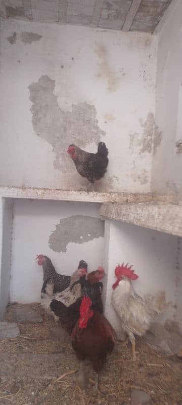 pure desi murgiya ha  daily egg dati ha 3