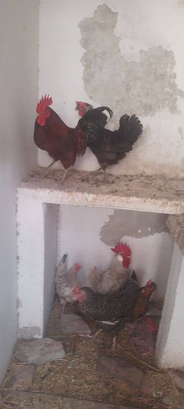 pure desi murgiya ha  daily egg dati ha 4
