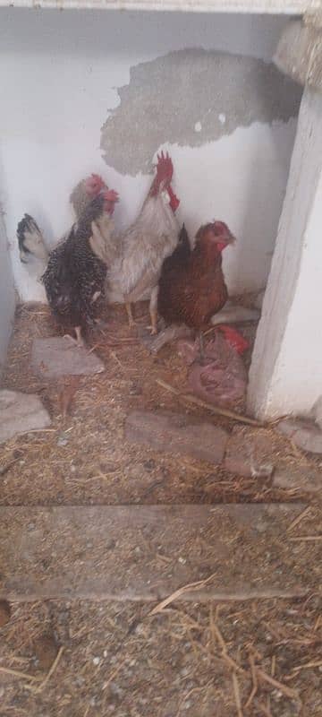 pure desi murgiya ha  daily egg dati ha 5