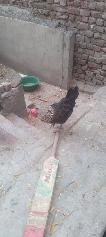 pure desi murgiya ha  daily egg dati ha 6