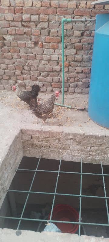 pure desi murgiya ha  daily egg dati ha 8