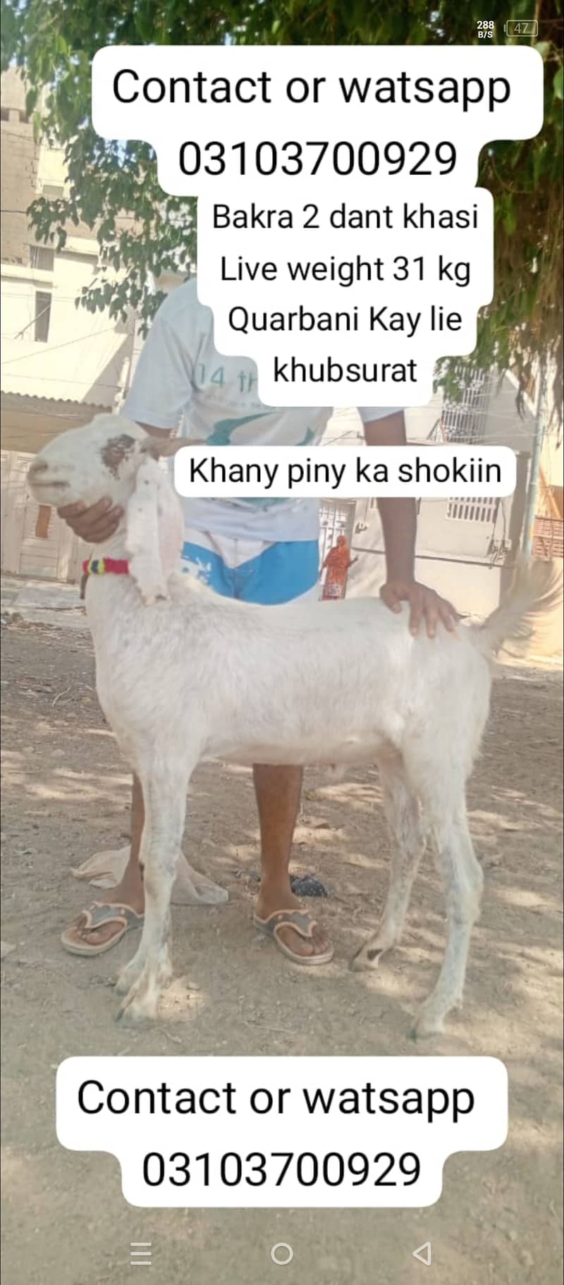 Goat | Bakra | goat for sale| Bakra for sale 0