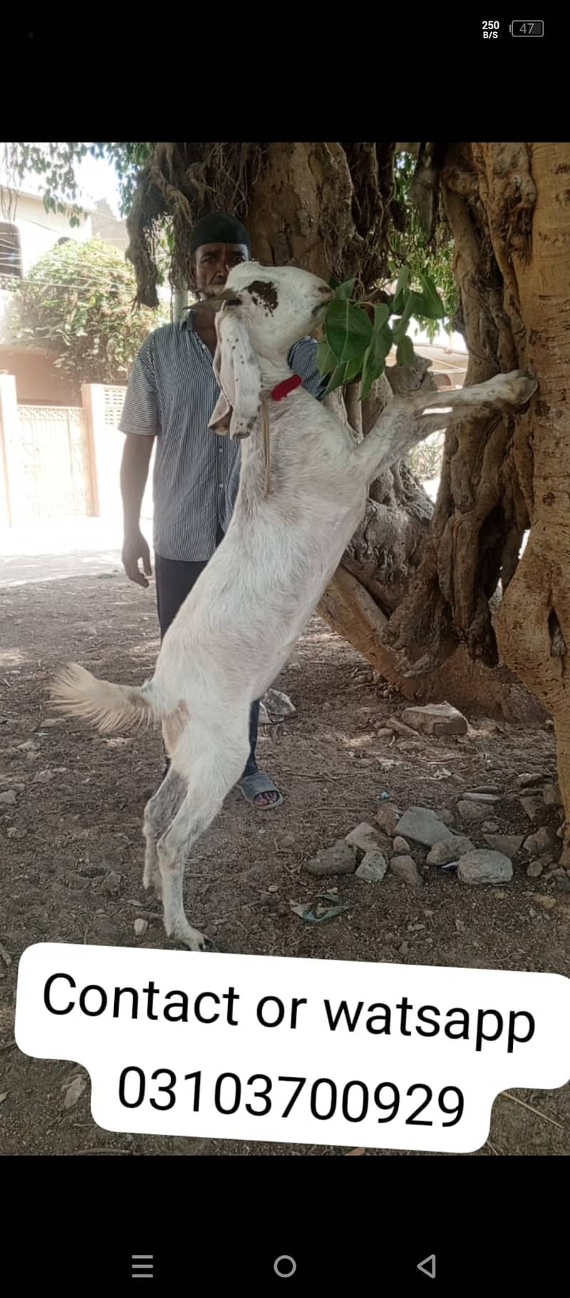 Goat | Bakra | goat for sale| Bakra for sale 2