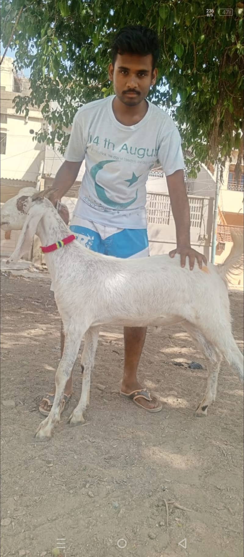 Goat | Bakra | goat for sale| Bakra for sale 3