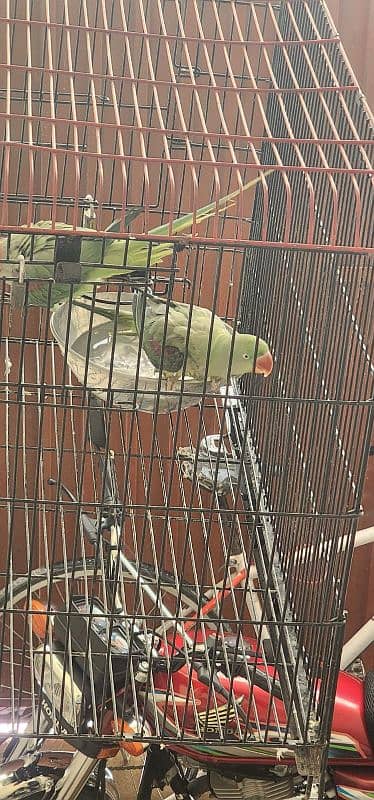 Raw Parrots for sale with cage 03245044450 0